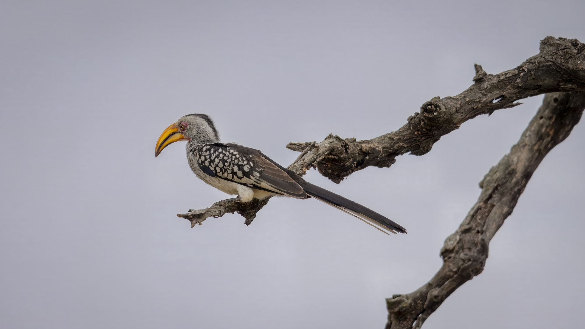 Kruger25 2025 10 28 09 13 27 ILCE 1M2 2 2